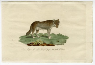 Antique Print - WOLF-CANIS LUPUS-CHOMEL - 1800