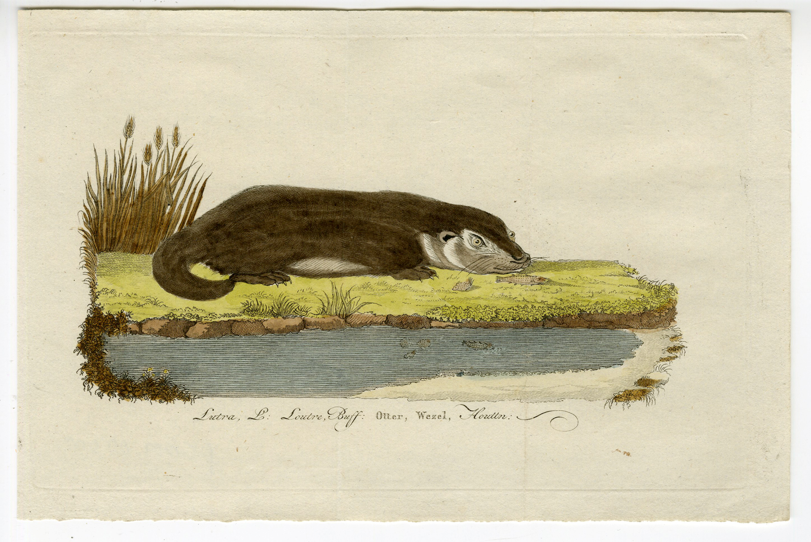 , Antique Print – EURASIAN OTTER-LUTRA LUTRA-CHOMEL – 1800, Pictura Antique Prints