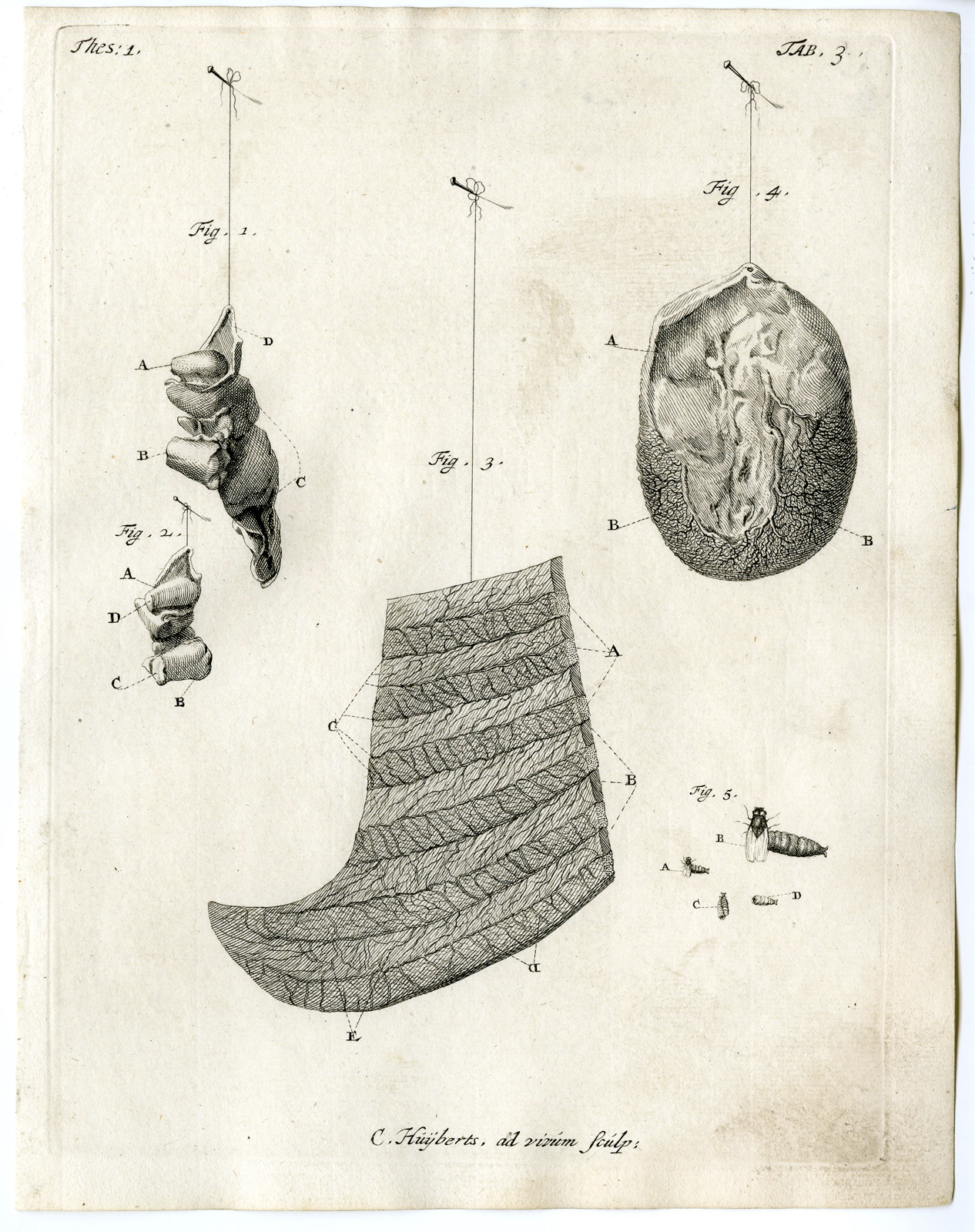 , Antique Print – TEETH-DOG-OVARY-RIB-FLY-PUPAE-TAB.3-HUIJBERTS after RUYSCH – 1701, Pictura Antique Prints