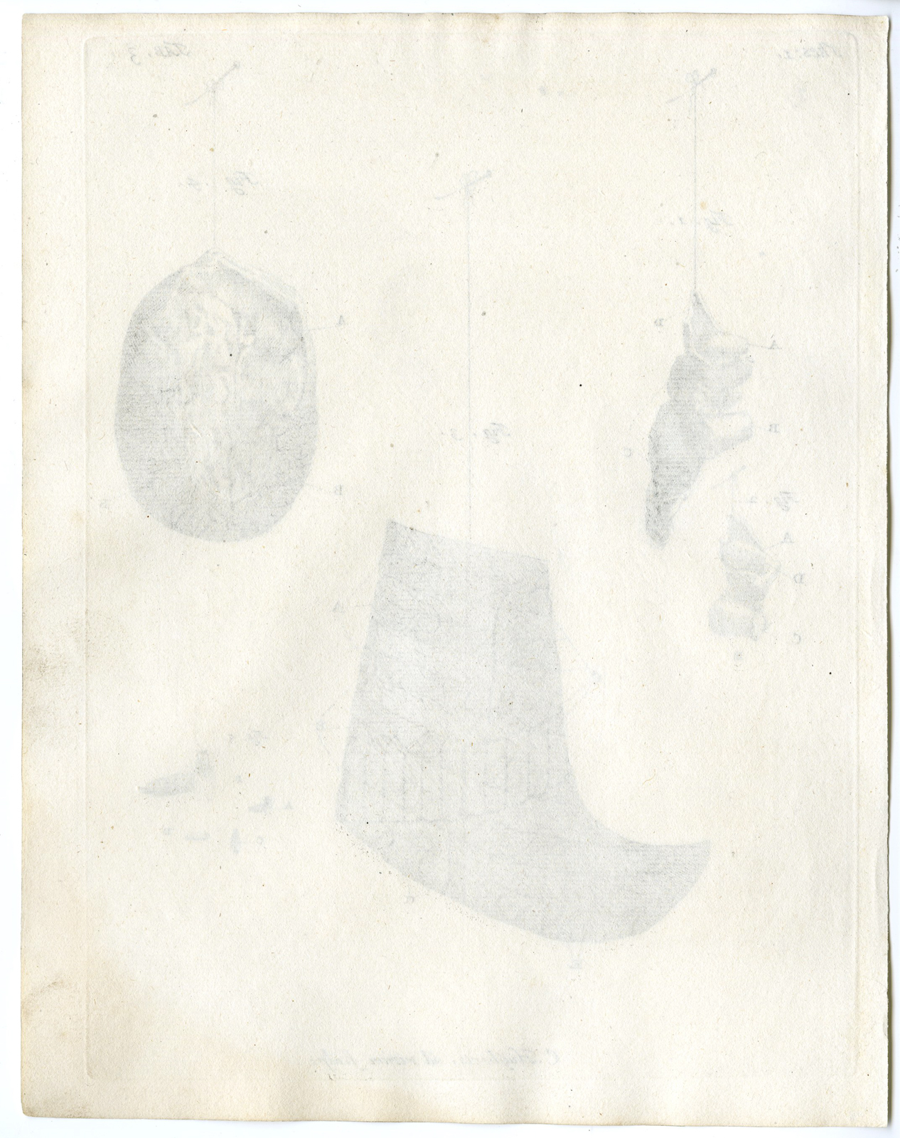 , Antique Print – TEETH-DOG-OVARY-RIB-FLY-PUPAE-TAB.3-HUIJBERTS after RUYSCH – 1701, Pictura Antique Prints