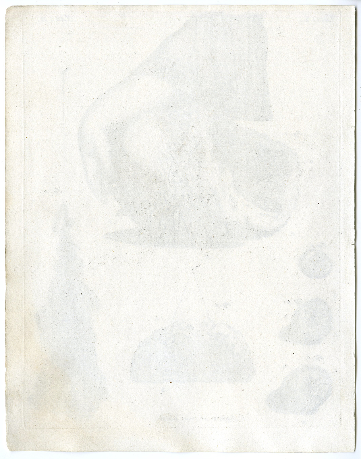, Antique Print – BLADDER-HUMAN-PREGNANT-DROPSICAL LIVER-TAB.II-HUIJBERTS after RUYSCH – 1701, Pictura Antique Prints