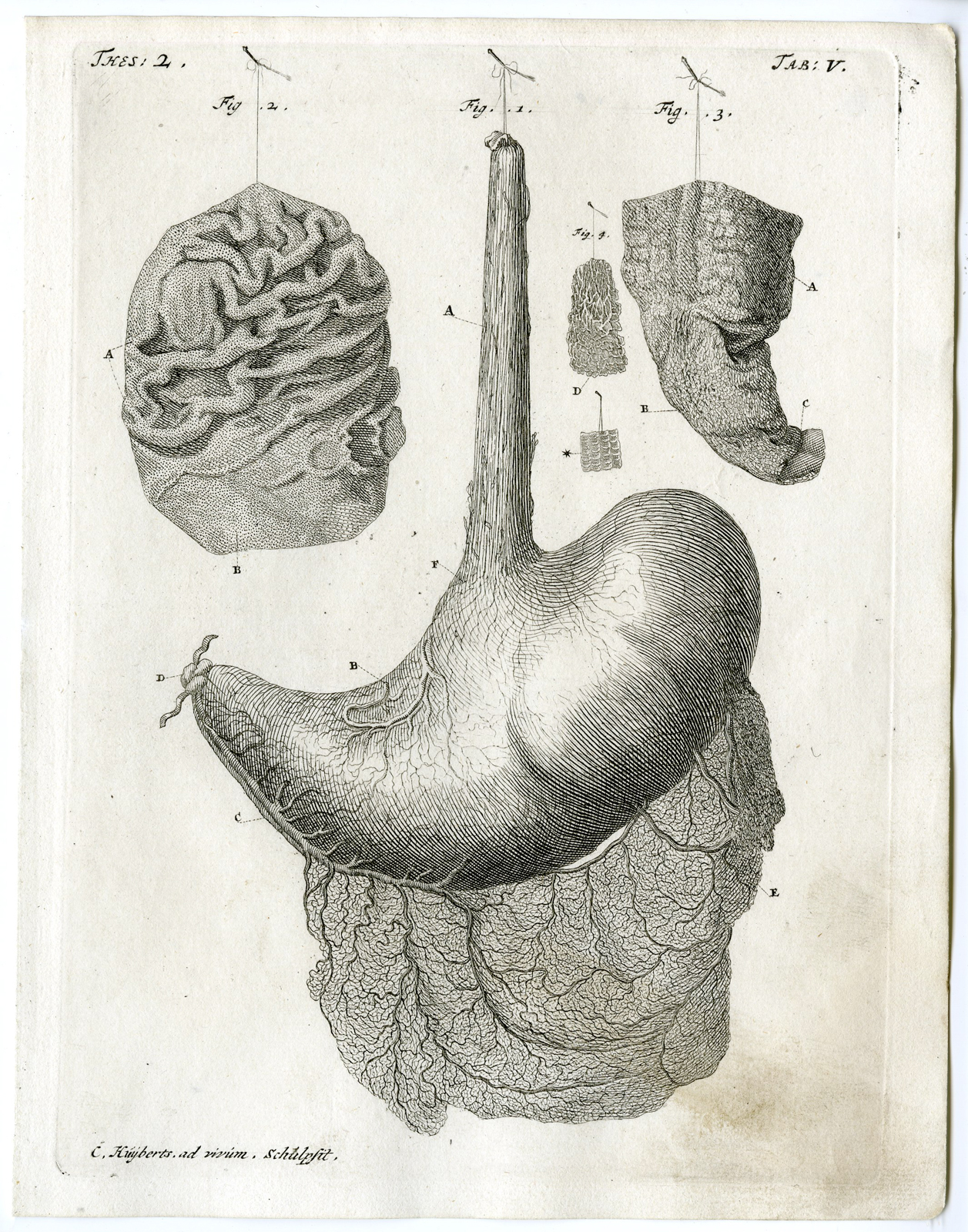 , Antique Print – STOMACH-ESOPHAGUS-MUCOUS MEMBRANE-TAB.V-HUIJBERTS after RUYSCH – 1701, Pictura Antique Prints