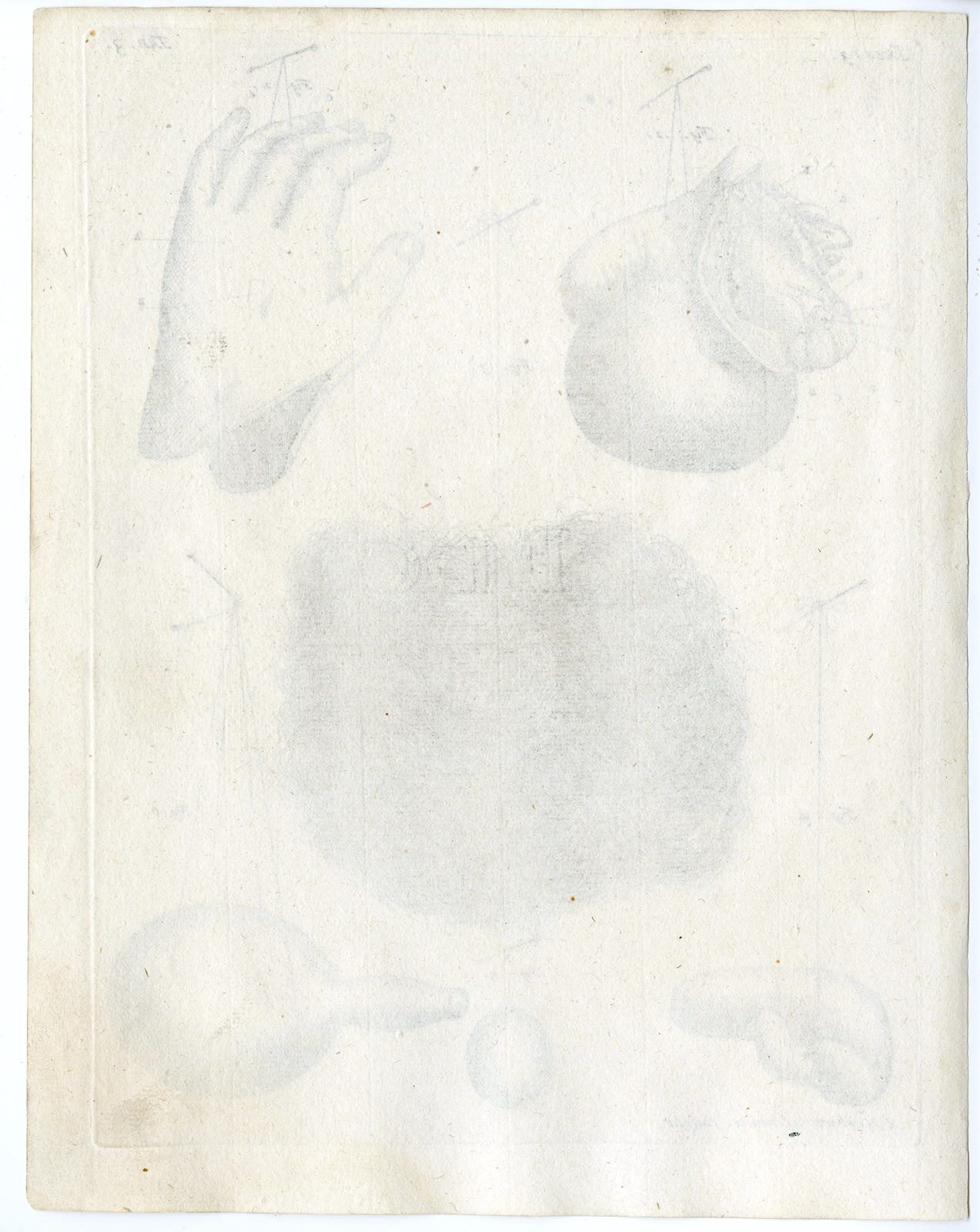 , Antique Print – ANATOMY-SKIN-HAND-PENIS-EPIDERMIS-HAIR-TAB.3-HUIJBERTS after RUYSCH – 1701, Pictura Antique Prints