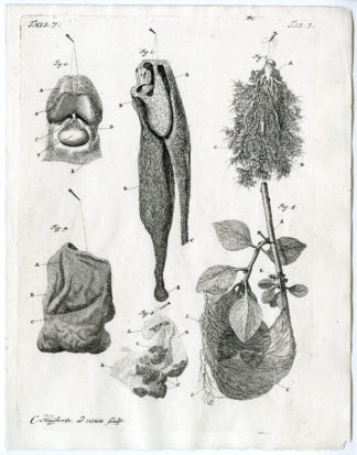 Antique Print - ANATOMY-FEMUR-LIGAMENT-TRACHEA-PLEXUS-T.3-HUIJBERTS after RUYSCH - 1701