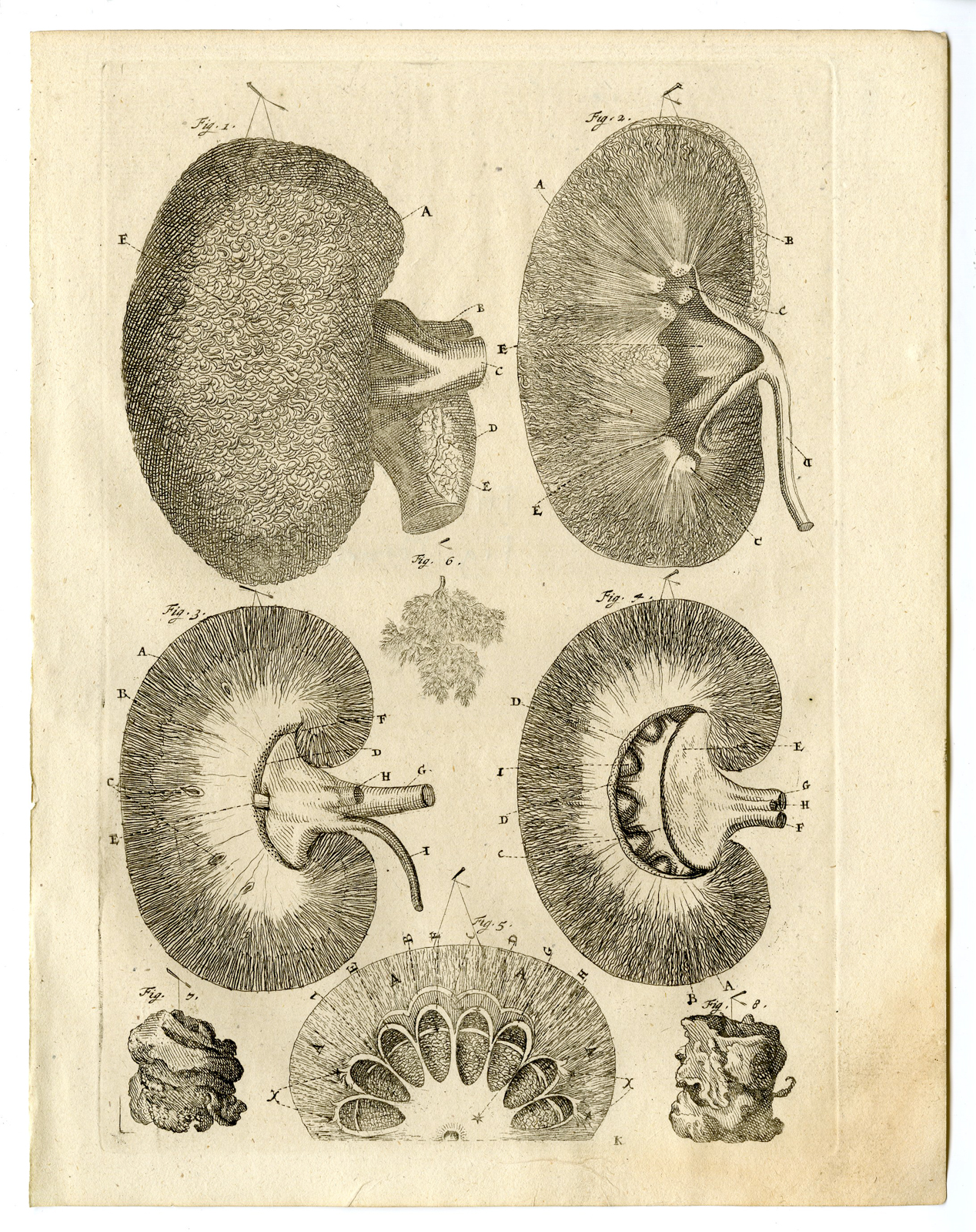 , Antique Print – ANATOMY-KIDNEY-HUMAN-SHEEP-HUIJBERTS after RUYSCH – 1701, Pictura Antique Prints