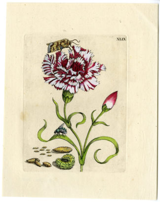 Antique Print-INSECTS-MALVA-MALLOW-FLOWER-PL.XLVIII-Merian-1730