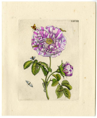 Antique Print-INSECTS-ROSE-FLAMED-MULTICOLOUR-ROSA-VERSICOLOR-PL.XXVIII-Merian-1730
