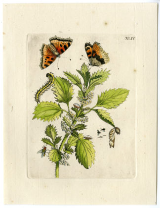 Antique Print-INSECTS-NETTLE-SMALL-URTICA-MINOR-PL. XLIV-Merian-1730