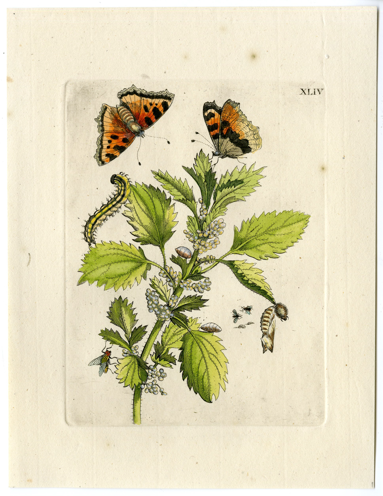 , Antique Print-INSECTS-NETTLE-SMALL-URTICA-MINOR-PL. XLIV-Merian-1730, Pictura Antique Prints