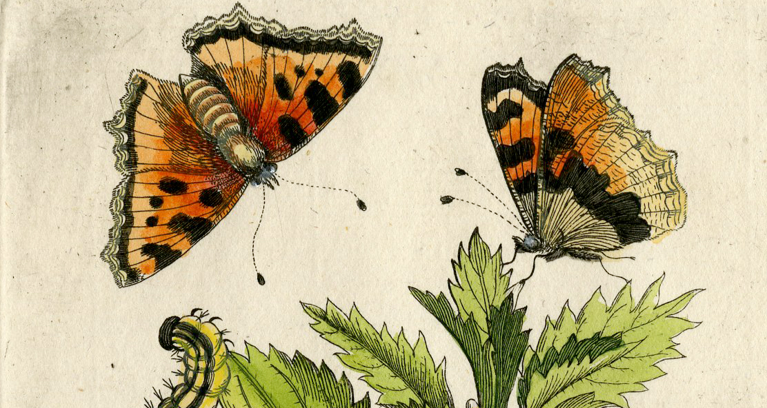 , Antique Print-INSECTS-NETTLE-SMALL-URTICA-MINOR-PL. XLIV-Merian-1730, Pictura Antique Prints