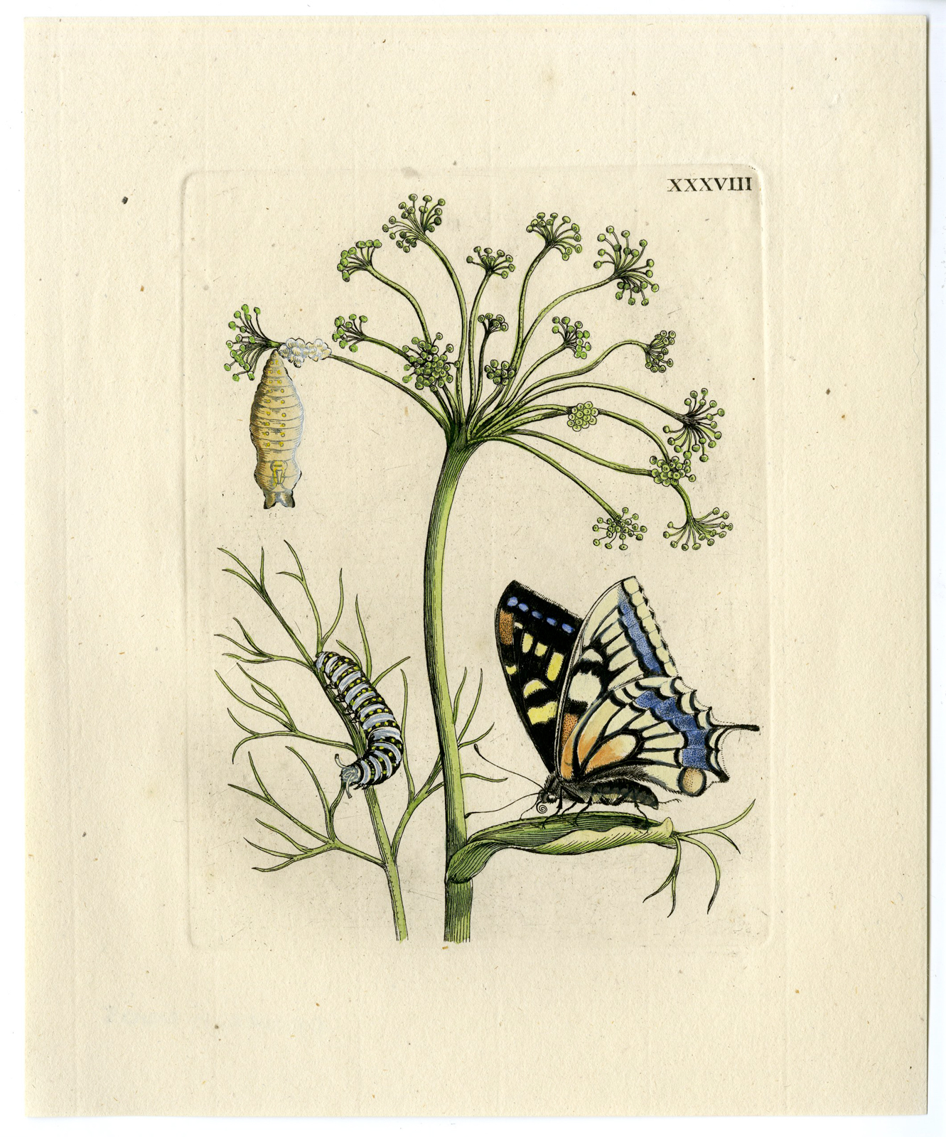 , Antique Print – INSECTS-FENNEL-VENKEL-HERB-FOENICULUM-PL. XXXVIII-MERIAN after own design – 1730, Pictura Antique Prints