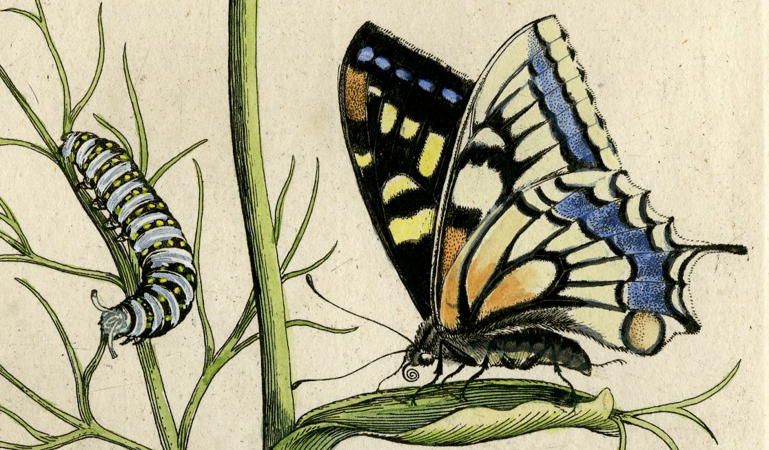 , Antique Print – INSECTS-FENNEL-VENKEL-HERB-FOENICULUM-PL. XXXVIII-MERIAN after own design – 1730, Pictura Antique Prints