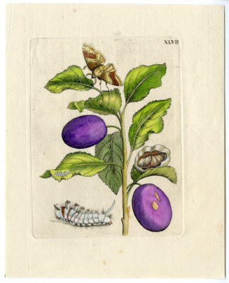 Antique Print-INSECTS-PLUMS-FLOWER-FRUCTUS PRUNORUM-PL.XLVII-Merian-1730