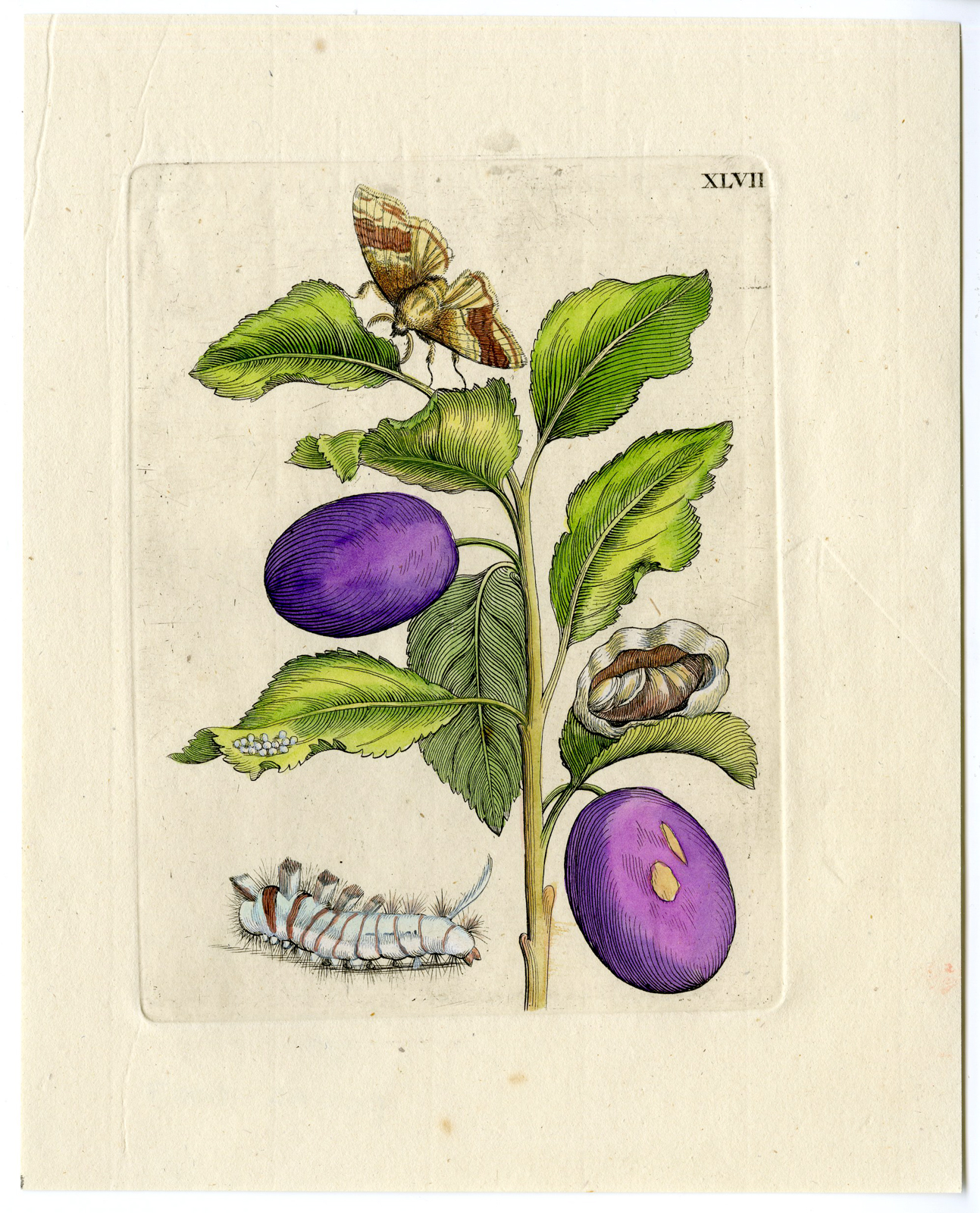 , Antique Print-INSECTS-PLUMS-FLOWER-FRUCTUS PRUNORUM-PL.XLVII-Merian-1730, Pictura Antique Prints