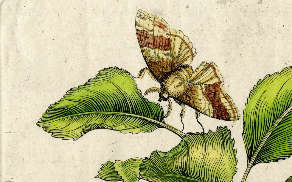 , Antique Print-INSECTS-PLUMS-FLOWER-FRUCTUS PRUNORUM-PL.XLVII-Merian-1730, Pictura Antique Prints