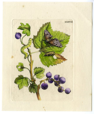 Antique Print-INSECTS-REDCURRANT-GROSSULARIA HORTENSIS-FRUIT-PL. XXXII-Merian-1730