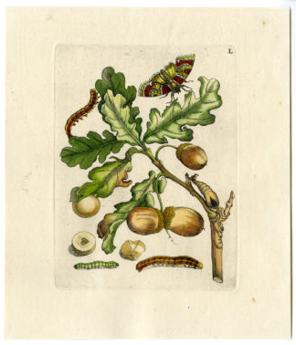 Antique Print-INSECTS-OAK-QUERCUS-TREE-PL.L-Merian-1730