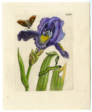 Antique Print-INSECTS-IRIS-FLAMED-MULTICOLOUR-VERSICOLOR-PL.XXXV-Merian-1730