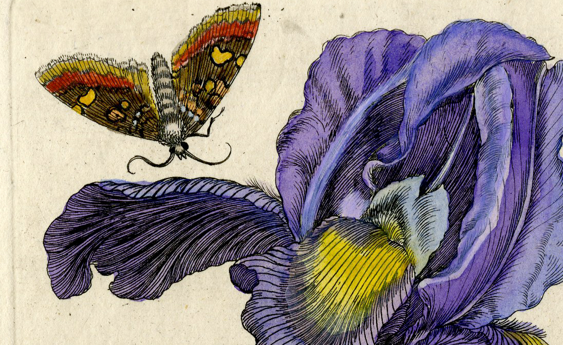 , Antique Print-INSECTS-IRIS-FLAMED-MULTICOLOUR-VERSICOLOR-PL.XXXV-Merian-1730, Pictura Antique Prints