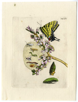 Antique Print-INSECTS-BLACKTHORN-SLOE-PRUNUS-BUTTERFLY-PL.XCIV-Merian-1730