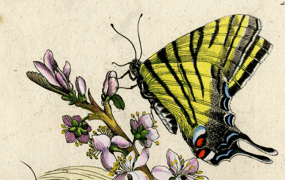 , Antique Print-INSECTS-BLACKTHORN-SLOE-PRUNUS-BUTTERFLY-PL.XCIV-Merian-1730, Pictura Antique Prints