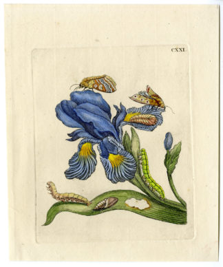 Antique Print-INSECTS-IRIS-IRIDACEAE-MOTH-CATERPILLAR-COCOON-PL. CXXI-Merian-1730