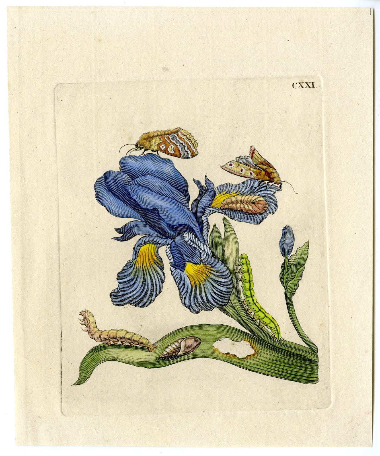 , Antique Print-INSECTS-IRIS-IRIDACEAE-MOTH-CATERPILLAR-COCOON-PL. CXXI-Merian-1730, Pictura Antique Prints
