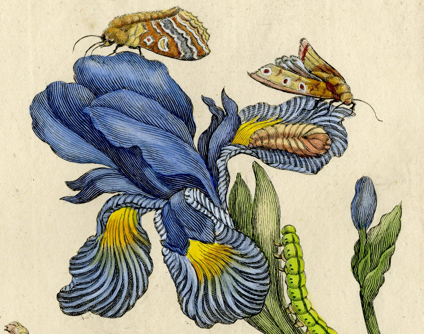, Antique Print-INSECTS-IRIS-IRIDACEAE-MOTH-CATERPILLAR-COCOON-PL. CXXI-Merian-1730, Pictura Antique Prints