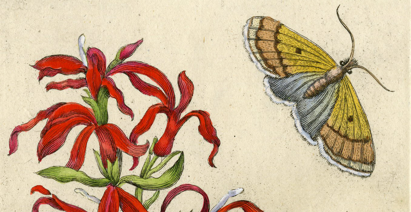 , Antique Print-INSECTS-LOBELIA-CARDINAL-FLOWER-MOTH-PL.CV-Merian-1730, Pictura Antique Prints