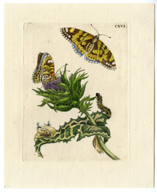 Antique Print-INSECTS-MILKT-THISTLE-CARDUUS-BUTTERFLY-PL.CXVI-Merian-1730