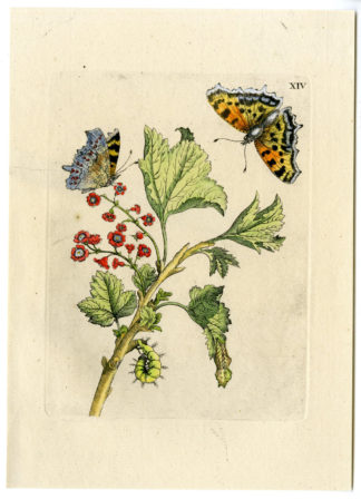 Antique Print-INSECTS-RED-CURRANT-GROSSULARIA-BERRY-PL.XIV-Merian-1730