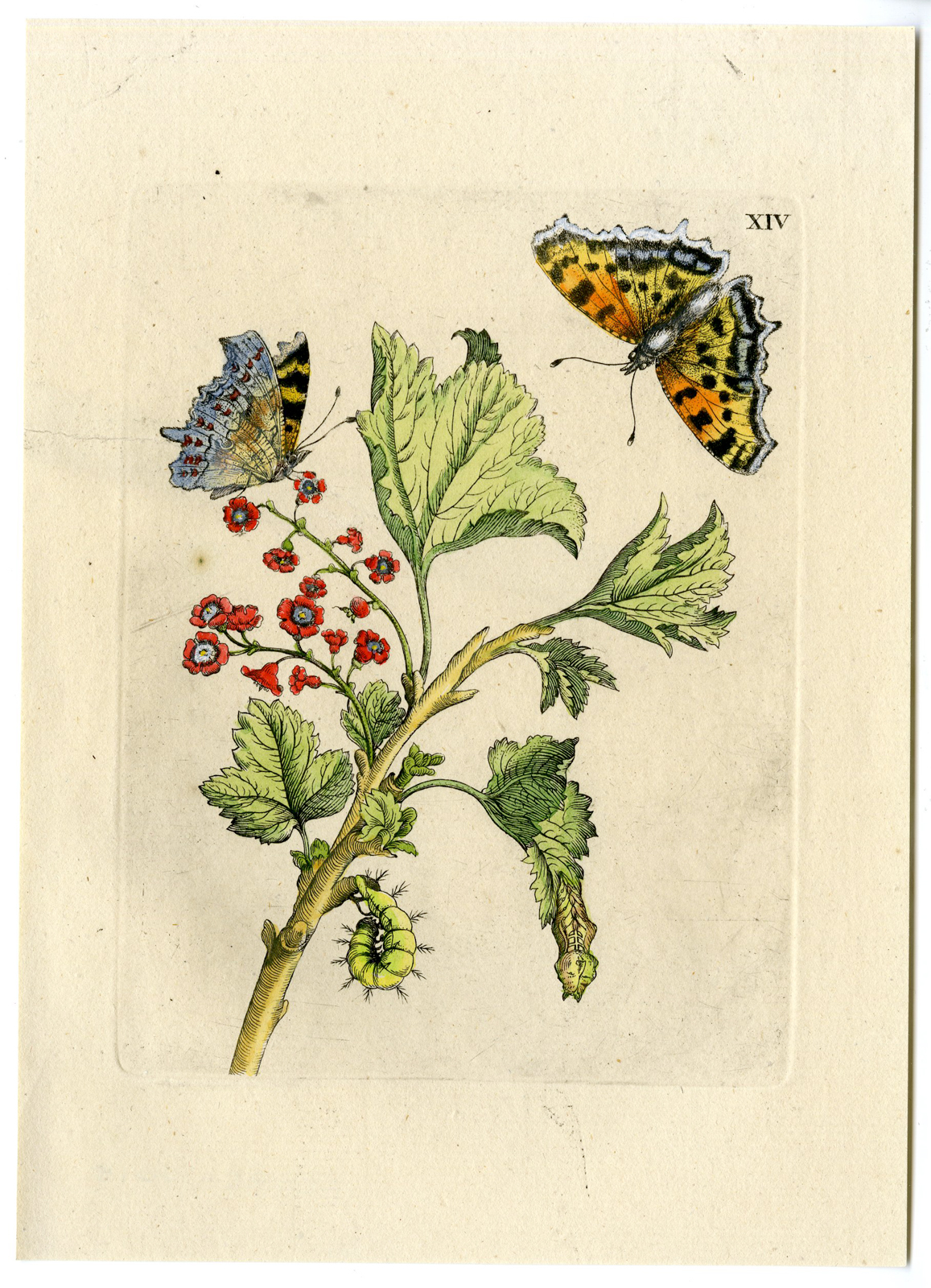, Antique Print-INSECTS-RED-CURRANT-GROSSULARIA-BERRY-PL.XIV-Merian-1730, Pictura Antique Prints