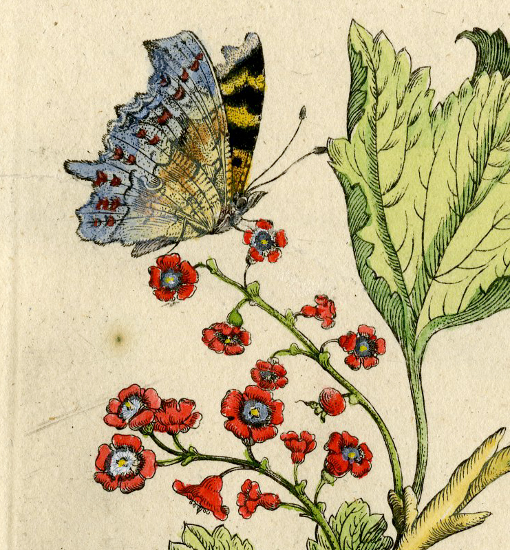 , Antique Print-INSECTS-RED-CURRANT-GROSSULARIA-BERRY-PL.XIV-Merian-1730, Pictura Antique Prints