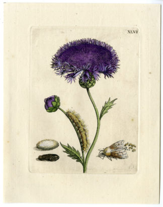 Antique Print-INSECTS-MUSK-FLOWER-JACEA PURPUREA-PL.XLVI-Merian-1730