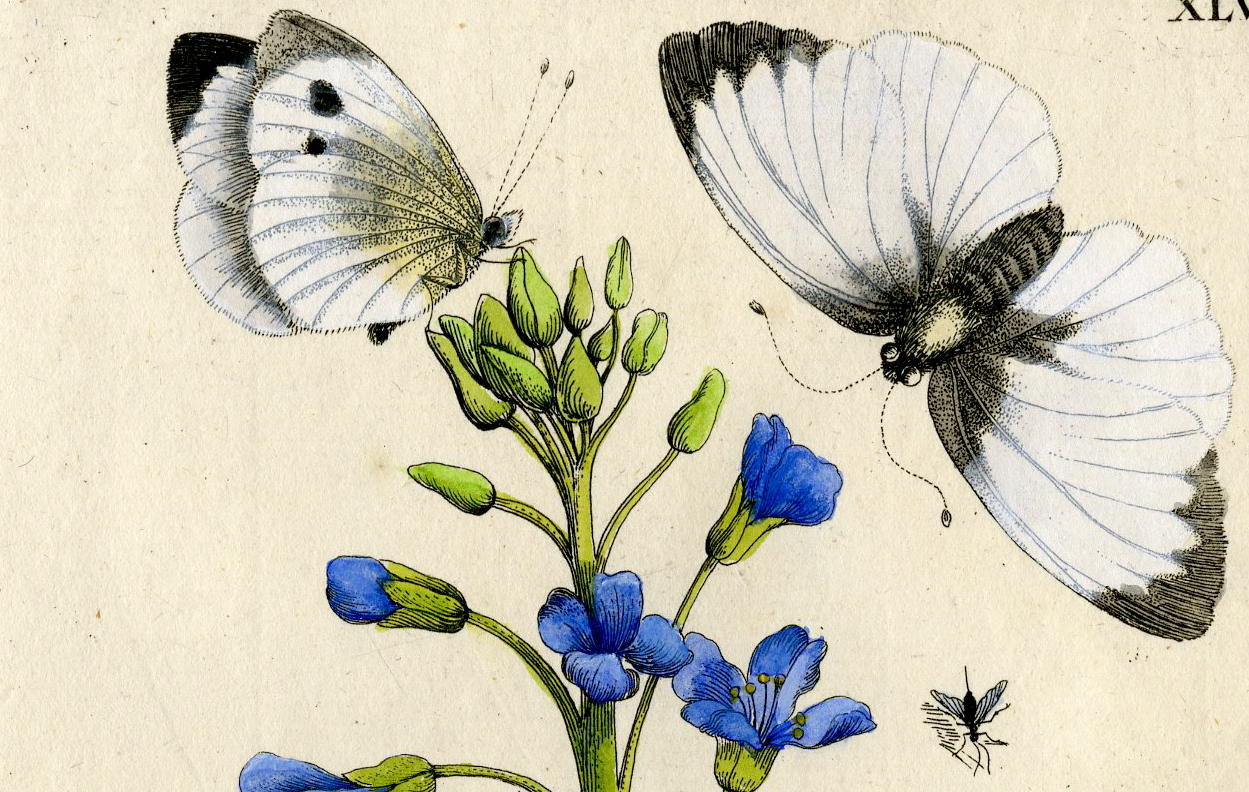 , Antique Print-INSECTS-CABBAGE-BRASSICA-FLY-PL.XLV-Merian-1730, Pictura Antique Prints