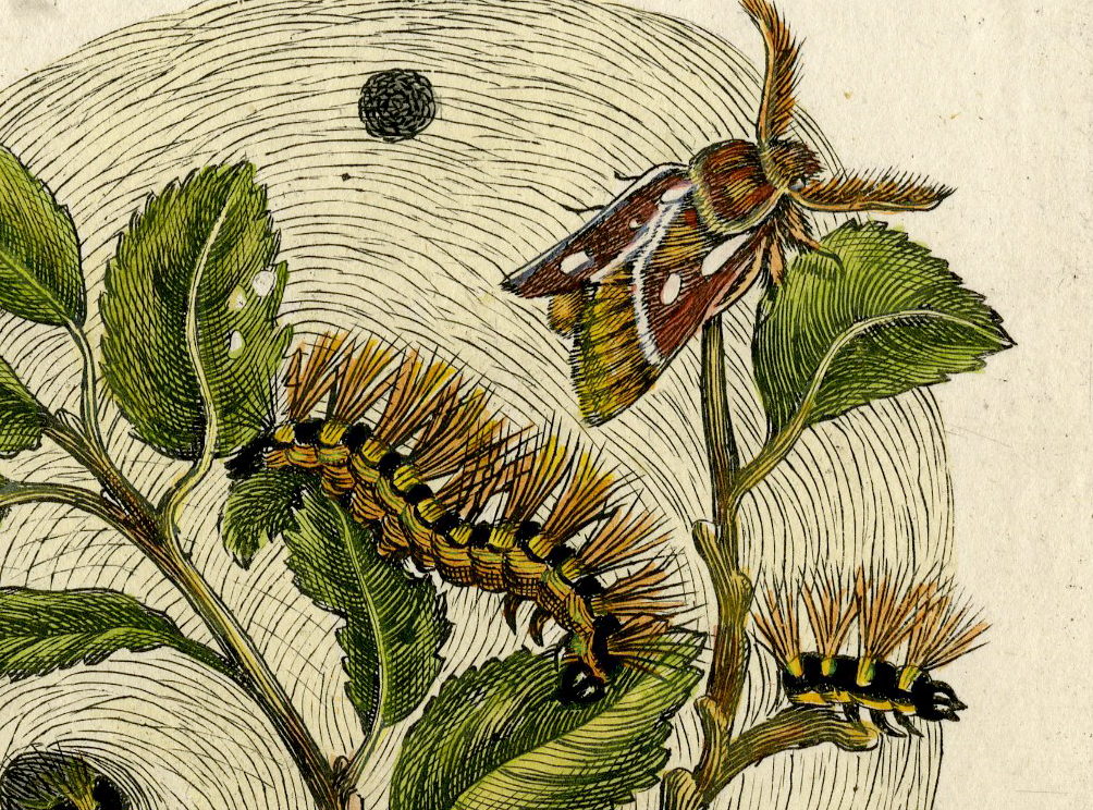 , Antique Print-INSECTS-WILD-PLUM-MOTH-CATERPILLAR-PL.CVII-Merian-1730, Pictura Antique Prints
