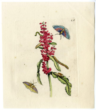 Antique Print-INSECTS-OXALIS-LAPATHUM-CATERPILLAR-MOTH-PL.LV-Merian-1730