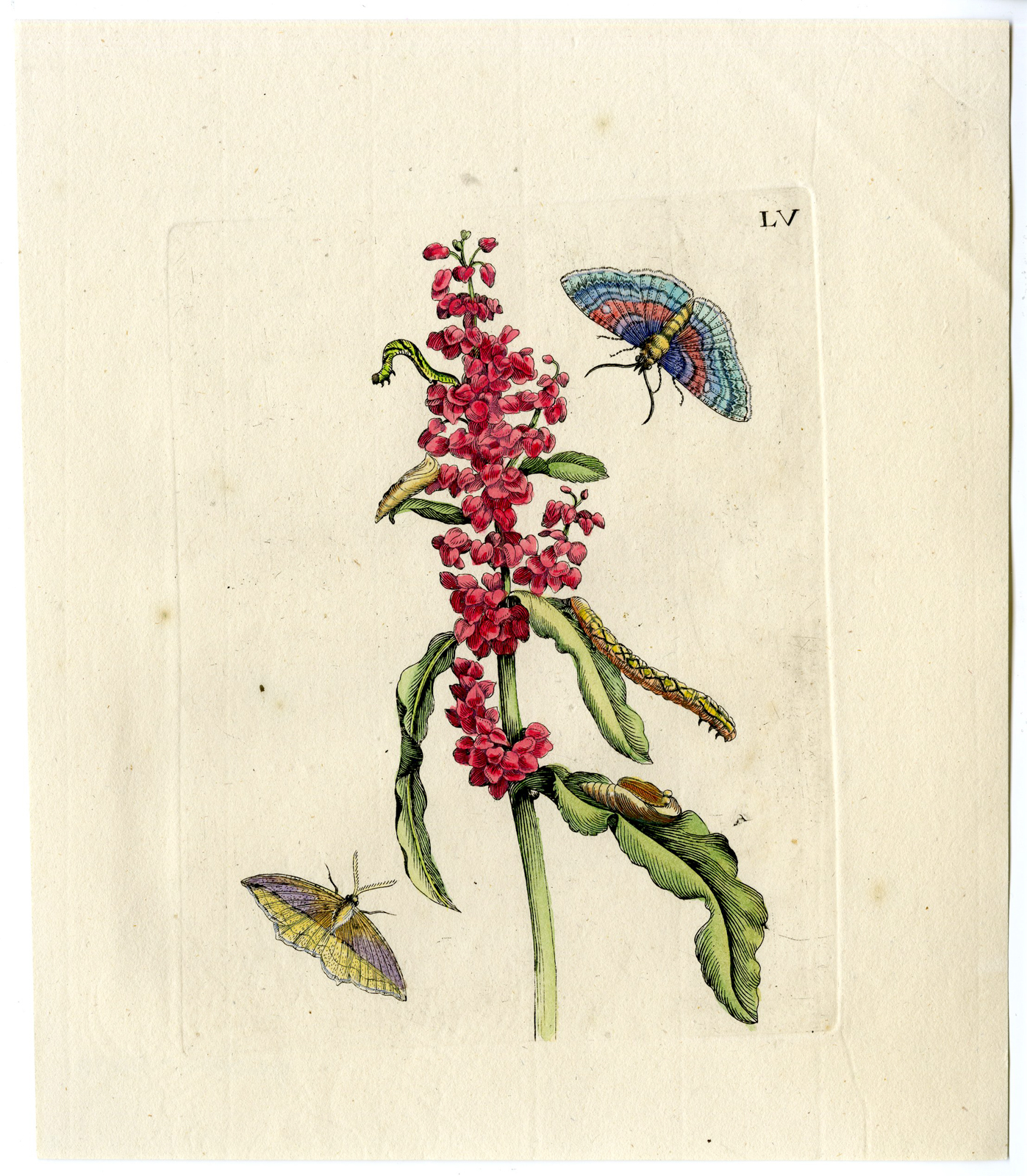 , Antique Print-INSECTS-OXALIS-LAPATHUM-CATERPILLAR-MOTH-PL.LV-Merian-1730, Pictura Antique Prints