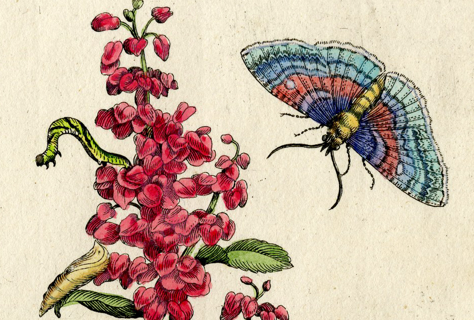 , Antique Print-INSECTS-OXALIS-LAPATHUM-CATERPILLAR-MOTH-PL.LV-Merian-1730, Pictura Antique Prints