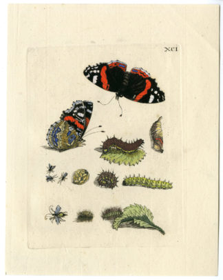 Antique Print-INSECTS-BUTTERFLY-CATERPILLAR-NETTLE LEAF-LARVA-PL.XCI-Merian-1730