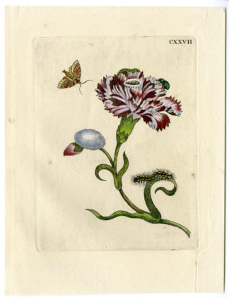 Antique Print-INSECTS-CLOVE-PINK-MOTH-CATERPILLAR-LARVA-PL.CXXVII-Merian-1730