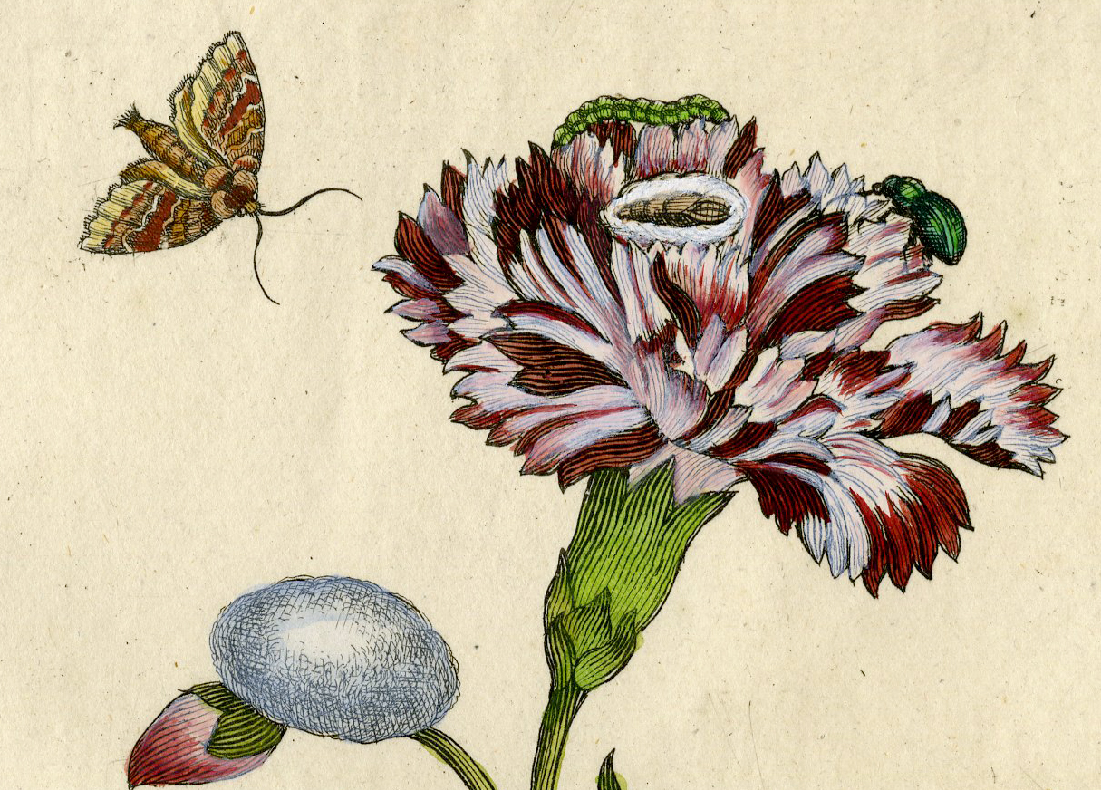 Pcorc 0021d 416x299 Antique Print-INSECTS-CLOVE-PINK-MOTH-CATERPILLAR-LARVA-PL.CXXVII-Merian-1730 - Image 2