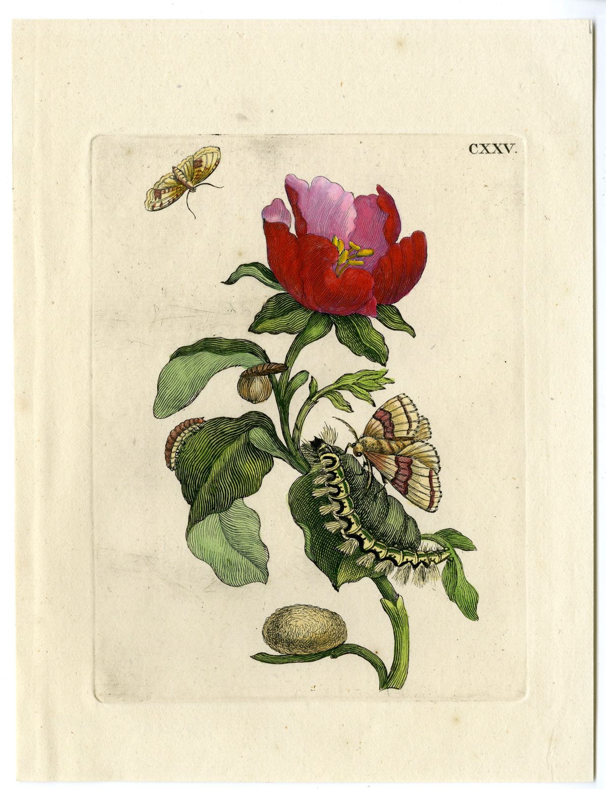 , Antique Print-INSECTS-QUINCE-FLOWER-CATERPILLAR-MOTH-PL.CXXV-Merian-1730, Pictura Antique Prints