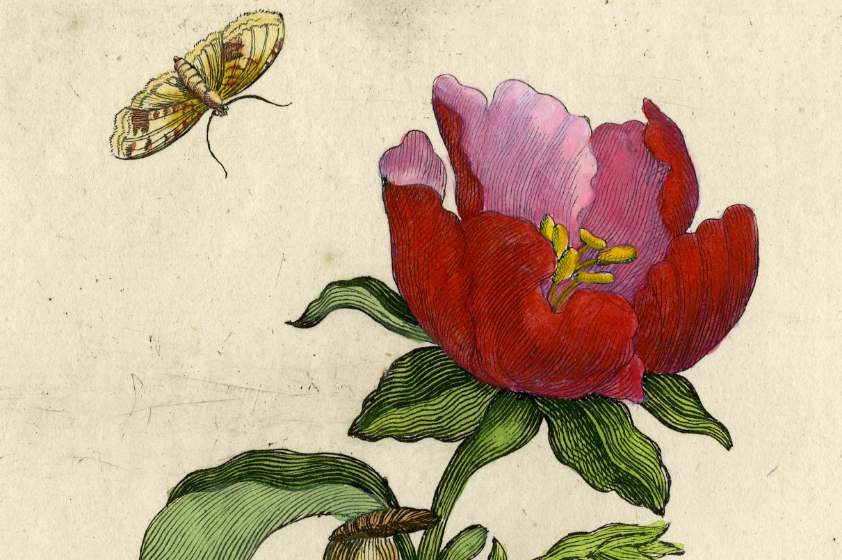 , Antique Print-INSECTS-QUINCE-FLOWER-CATERPILLAR-MOTH-PL.CXXV-Merian-1730, Pictura Antique Prints