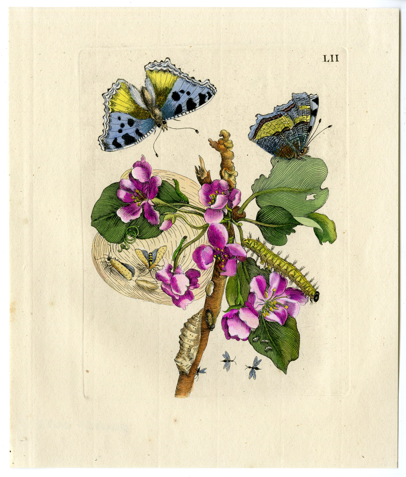 , Antique Print – INSECTS-PEAR-BLOSSOM-PYRUS-PL.LII-MERIAN after own design – 1730, Pictura Antique Prints