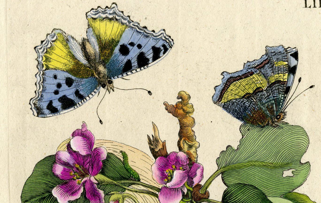 , Antique Print – INSECTS-PEAR-BLOSSOM-PYRUS-PL.LII-MERIAN after own design – 1730, Pictura Antique Prints