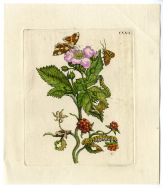 Antique Print-INSECTS-BLACKBERRY-FRUIT-CATERPILLAR-MOTH-PL.CXXII-Merian-1730