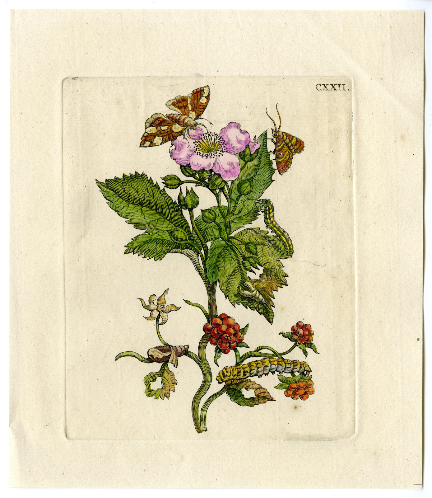 , Antique Print-INSECTS-BLACKBERRY-FRUIT-CATERPILLAR-MOTH-PL.CXXII-Merian-1730, Pictura Antique Prints