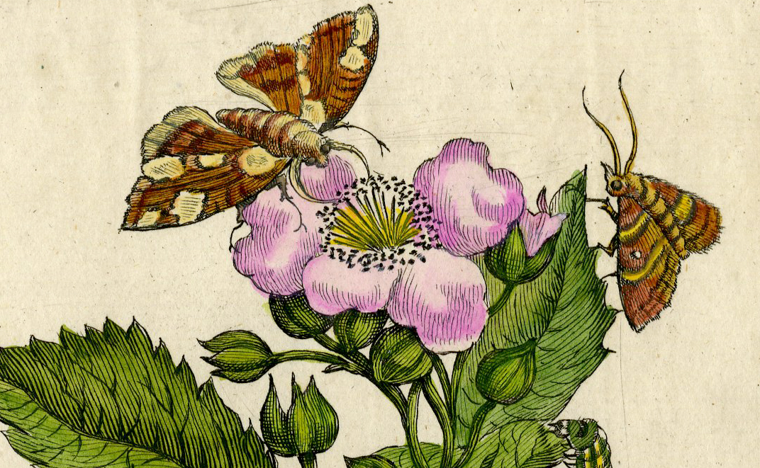 , Antique Print-INSECTS-BLACKBERRY-FRUIT-CATERPILLAR-MOTH-PL.CXXII-Merian-1730, Pictura Antique Prints