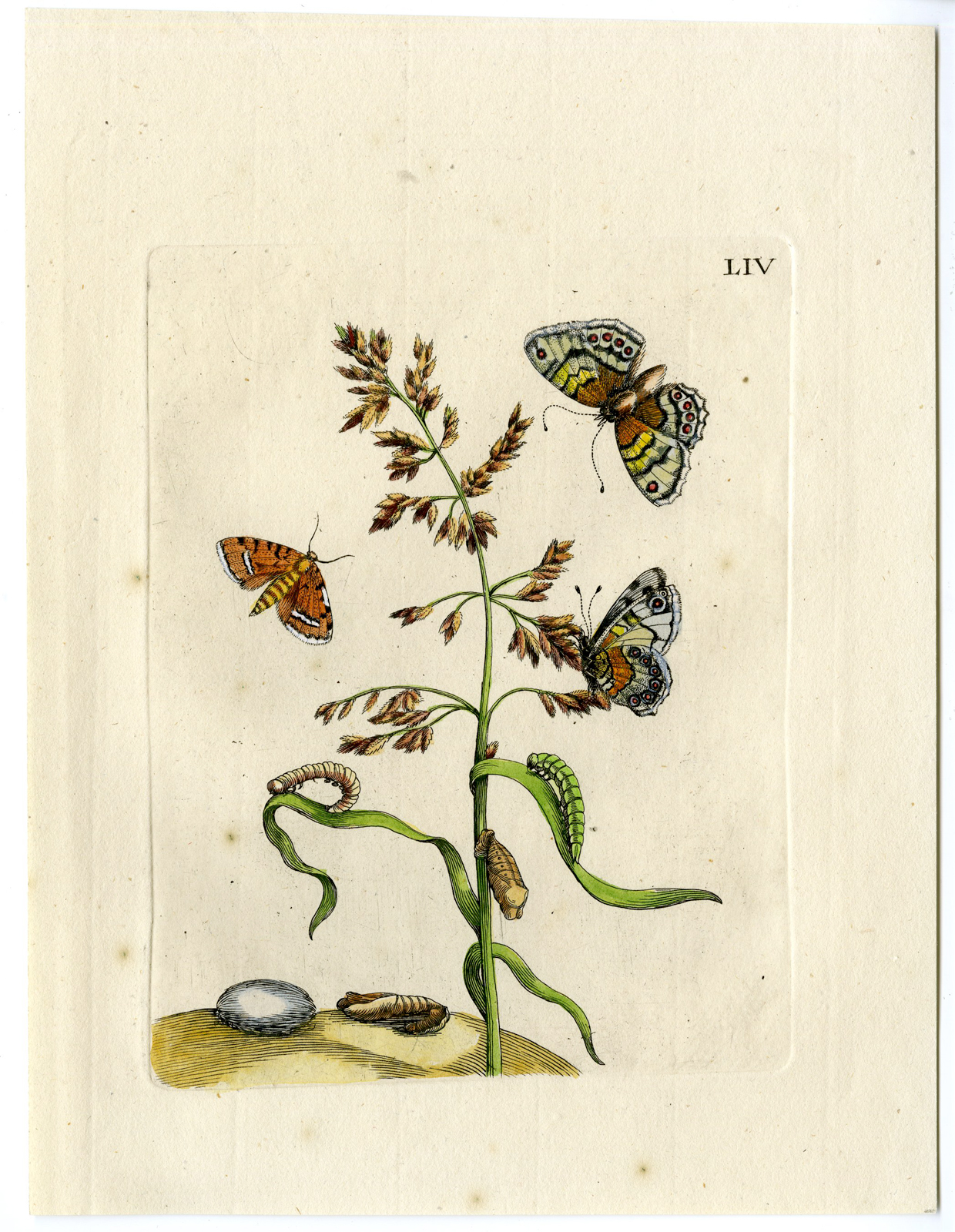 , Antique Print-INSECTS-CORN-BENT-GRASS-GRAMEN MILIACEUM-PL.LIV-Merian-1730, Pictura Antique Prints